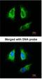 Tyrosine 3-Monooxygenase/Tryptophan 5-Monooxygenase Activation Protein Beta antibody, NBP1-33454, Novus Biologicals, Immunocytochemistry image 