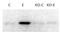 X-box-binding protein 1 antibody, NBP1-77252, Novus Biologicals, Western Blot image 