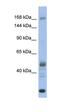 Chromodomain Helicase DNA Binding Protein 1 antibody, orb329776, Biorbyt, Western Blot image 