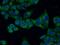 Calreticulin antibody, 27298-1-AP, Proteintech Group, Immunofluorescence image 