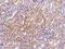 Nucleus Accumbens Associated 1 antibody, 200258-T08, Sino Biological, Immunohistochemistry paraffin image 