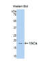 Hemopexin antibody, LS-C299058, Lifespan Biosciences, Western Blot image 