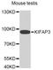 Kinesin Associated Protein 3 antibody, orb373242, Biorbyt, Western Blot image 