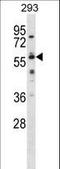 Negative Elongation Factor Complex Member B antibody, LS-C166908, Lifespan Biosciences, Western Blot image 
