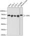 Stress Induced Phosphoprotein 1 antibody, GTX32900, GeneTex, Western Blot image 