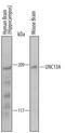 Protein unc-13 homolog A antibody, AF6214, R&D Systems, Western Blot image 