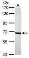 Cytoskeleton Associated Protein 4 antibody, NBP2-15908, Novus Biologicals, Western Blot image 