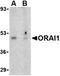 ORAI Calcium Release-Activated Calcium Modulator 1 antibody, orb74802, Biorbyt, Western Blot image 
