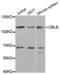 Cbl Proto-Oncogene B antibody, abx001636, Abbexa, Western Blot image 