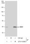 BUB3 Mitotic Checkpoint Protein antibody, GTX113595, GeneTex, Immunoprecipitation image 