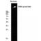 Inositol 1,4,5-Trisphosphate Receptor Type 1 antibody, LS-C381686, Lifespan Biosciences, Western Blot image 