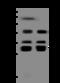 H1 Histone Family Member 0 antibody, 204442-T46, Sino Biological, Western Blot image 