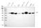 Interferon Regulatory Factor 3 antibody, M00165-2, Boster Biological Technology, Western Blot image 