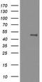 MEK1/2 antibody, TA505774, Origene, Western Blot image 