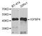Insulin Like Growth Factor Binding Protein 4 antibody, abx001633, Abbexa, Western Blot image 