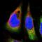 Sca2 antibody, PA5-54183, Invitrogen Antibodies, Immunofluorescence image 