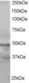 Actin Like 6B antibody, PA5-18272, Invitrogen Antibodies, Western Blot image 