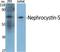 IQ Motif Containing B1 antibody, A07108, Boster Biological Technology, Western Blot image 