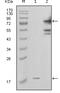 Nicotinamide Phosphoribosyltransferase antibody, STJ98313, St John