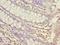 Ubiquitin Specific Peptidase 30 antibody, LS-C377941, Lifespan Biosciences, Immunohistochemistry frozen image 