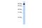 Transmembrane And Tetratricopeptide Repeat Containing 4 antibody, PA5-69360, Invitrogen Antibodies, Western Blot image 