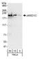 Lysine-specific demethylase 5C antibody, A301-035A, Bethyl Labs, Western Blot image 