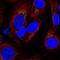 Signal Peptidase Complex Subunit 1 antibody, PA5-65935, Invitrogen Antibodies, Immunofluorescence image 