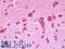 Glutamate Metabotropic Receptor 1 antibody, LS-B9907, Lifespan Biosciences, Immunohistochemistry paraffin image 
