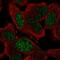 GEN1 Holliday Junction 5' Flap Endonuclease antibody, HPA020078, Atlas Antibodies, Immunocytochemistry image 
