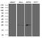 Translin antibody, M02777, Boster Biological Technology, Western Blot image 