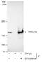 Timeless Circadian Regulator antibody, PA5-78270, Invitrogen Antibodies, Immunoprecipitation image 