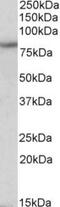 Hyperpolarization Activated Cyclic Nucleotide Gated Potassium Channel 3 antibody, TA311496, Origene, Western Blot image 