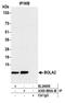 BolA Family Member 2B antibody, A305-890A-M, Bethyl Labs, Immunoprecipitation image 