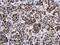 High Mobility Group Box 1 antibody, GTX629400, GeneTex, Immunohistochemistry paraffin image 