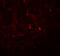 Angiogenin antibody, 6983, ProSci, Immunofluorescence image 