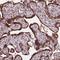 Glucosidase II Alpha Subunit antibody, NBP2-49332, Novus Biologicals, Immunohistochemistry frozen image 