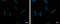 RuvB Like AAA ATPase 2 antibody, GTX128975, GeneTex, Immunocytochemistry image 