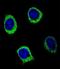 1,4-alpha-D-glucan glucanohydrolase 2B antibody, LS-C156320, Lifespan Biosciences, Immunofluorescence image 