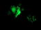 SLIM1 antibody, TA501296, Origene, Immunofluorescence image 
