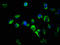 Fms Related Tyrosine Kinase 3 Ligand antibody, LS-B15182, Lifespan Biosciences, Immunofluorescence image 