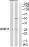 Ubiquitin Domain Containing 2 antibody, PA5-39519, Invitrogen Antibodies, Western Blot image 