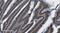 Poly(ADP-Ribose) Polymerase 1 antibody, M00122-6, Boster Biological Technology, Immunohistochemistry paraffin image 