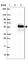 TIMELESS-interacting protein antibody, HPA058799, Atlas Antibodies, Western Blot image 