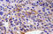 Semaphorin 3A antibody, AP20784PU-N, Origene, Immunohistochemistry frozen image 