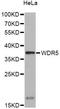 WD Repeat Domain 5 antibody, LS-C748625, Lifespan Biosciences, Western Blot image 