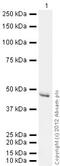 Beta-Actin antibody, ab1801, Abcam, Western Blot image 