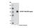 Tax1 Binding Protein 1 antibody, 5105S, Cell Signaling Technology, Western Blot image 