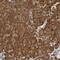 Parkinsonism Associated Deglycase antibody, NBP2-54654, Novus Biologicals, Immunohistochemistry frozen image 