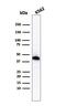 Glycophorin A (MNS Blood Group) antibody, GTX02648, GeneTex, Western Blot image 