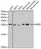 Fas Associated Via Death Domain antibody, GTX54024, GeneTex, Western Blot image 